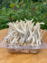 Load image into Gallery viewer, Fresh Cordyceps Militaris Mushroom