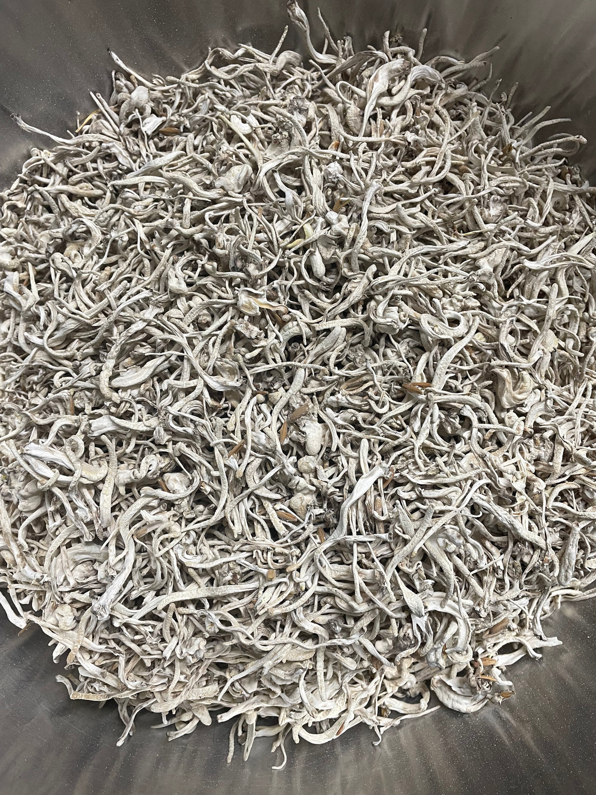 Wholesale Cordyceps Militaris (250g Albino)