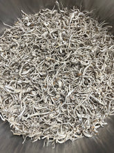 Load image into Gallery viewer, Wholesale Cordyceps Militaris (Albino)