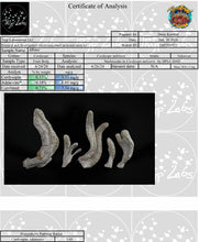 Load image into Gallery viewer, Wholesale Cordyceps Militaris (Albino)