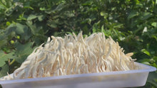 Load and play video in Gallery viewer, Wholesale Cordyceps Militaris (Albino)