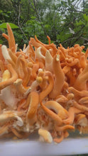 Load and play video in Gallery viewer, Cordyceps Militaris (Pigmented Wholesale)