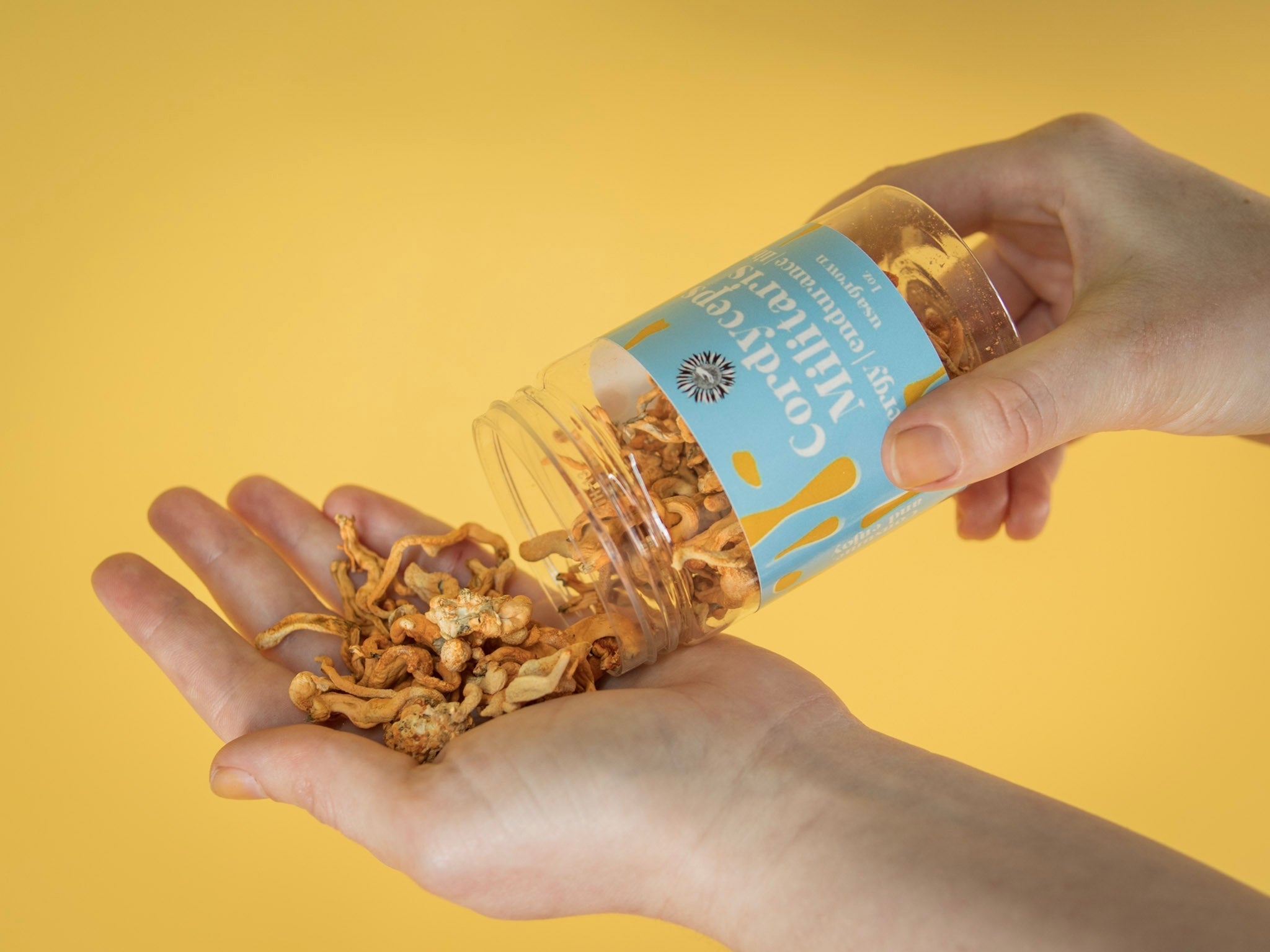 Dried Cordyceps Militaris, 100 G At ₹ 39999/kg In Avinashi | ID - Foto 9