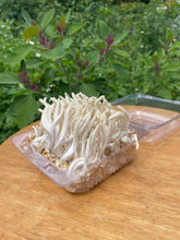 Load image into Gallery viewer, Fresh Cordyceps Militaris Mushroom
