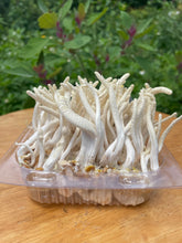 Load image into Gallery viewer, Fresh Cordyceps Militaris Mushroom

