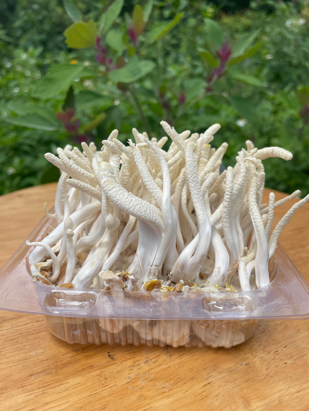 Fresh Cordyceps Militaris Mushroom