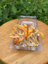Load image into Gallery viewer, Fresh Cordyceps Militaris Mushroom
