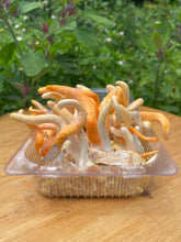 Load image into Gallery viewer, Fresh Cordyceps Militaris Mushroom
