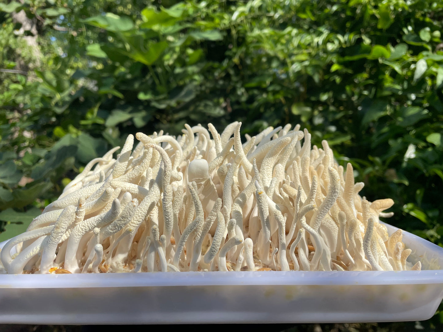 Wholesale Cordyceps Militaris (250g Albino)