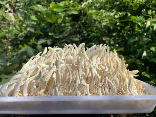 Wholesale Cordyceps Militaris (250g Albino)