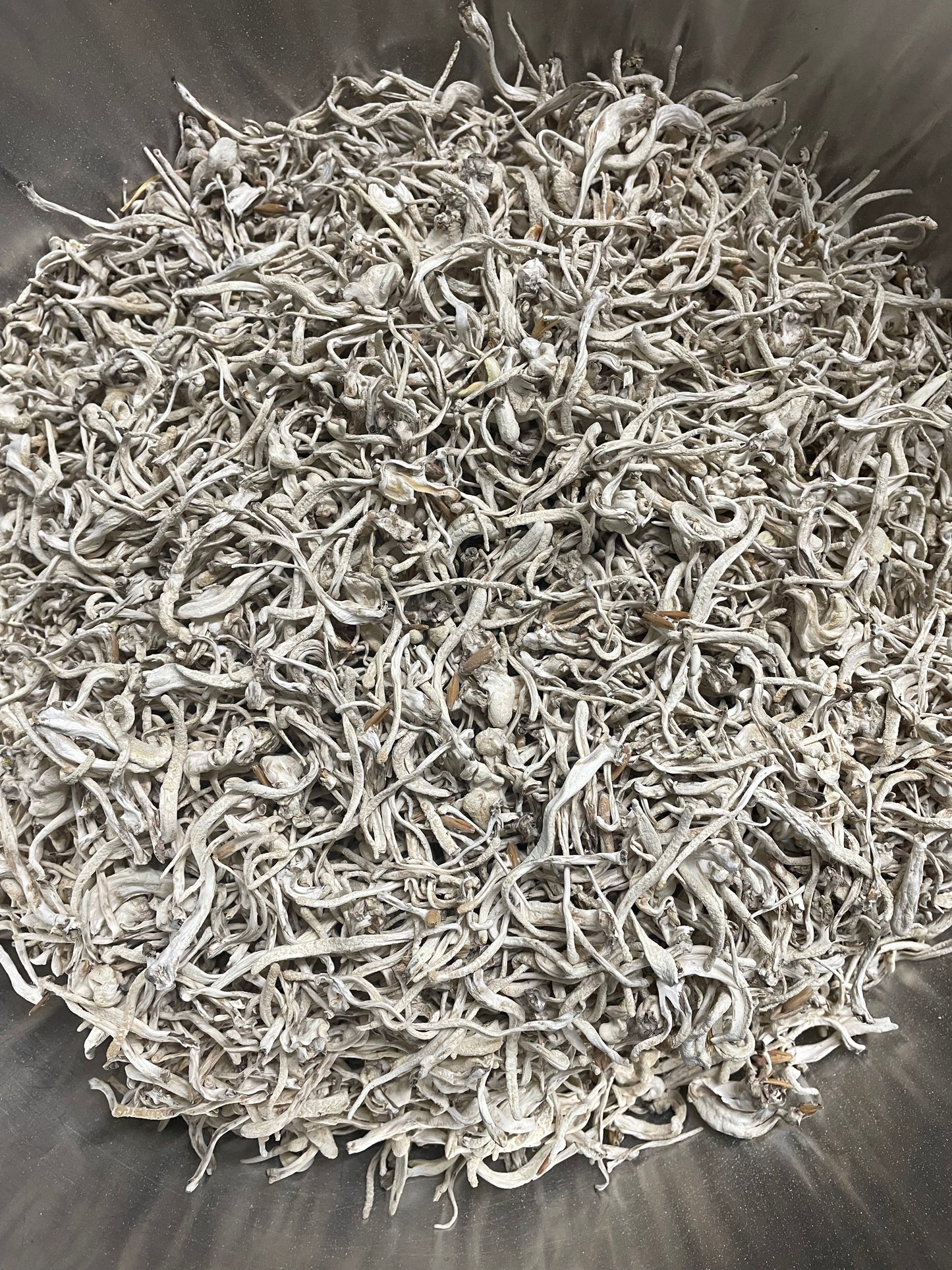 Wholesale Cordyceps Militaris (250g Albino)