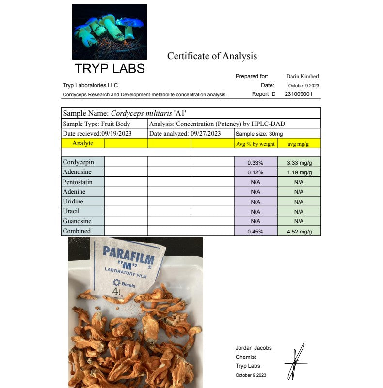 Cordyceps Militaris (Pigmented Wholesale)