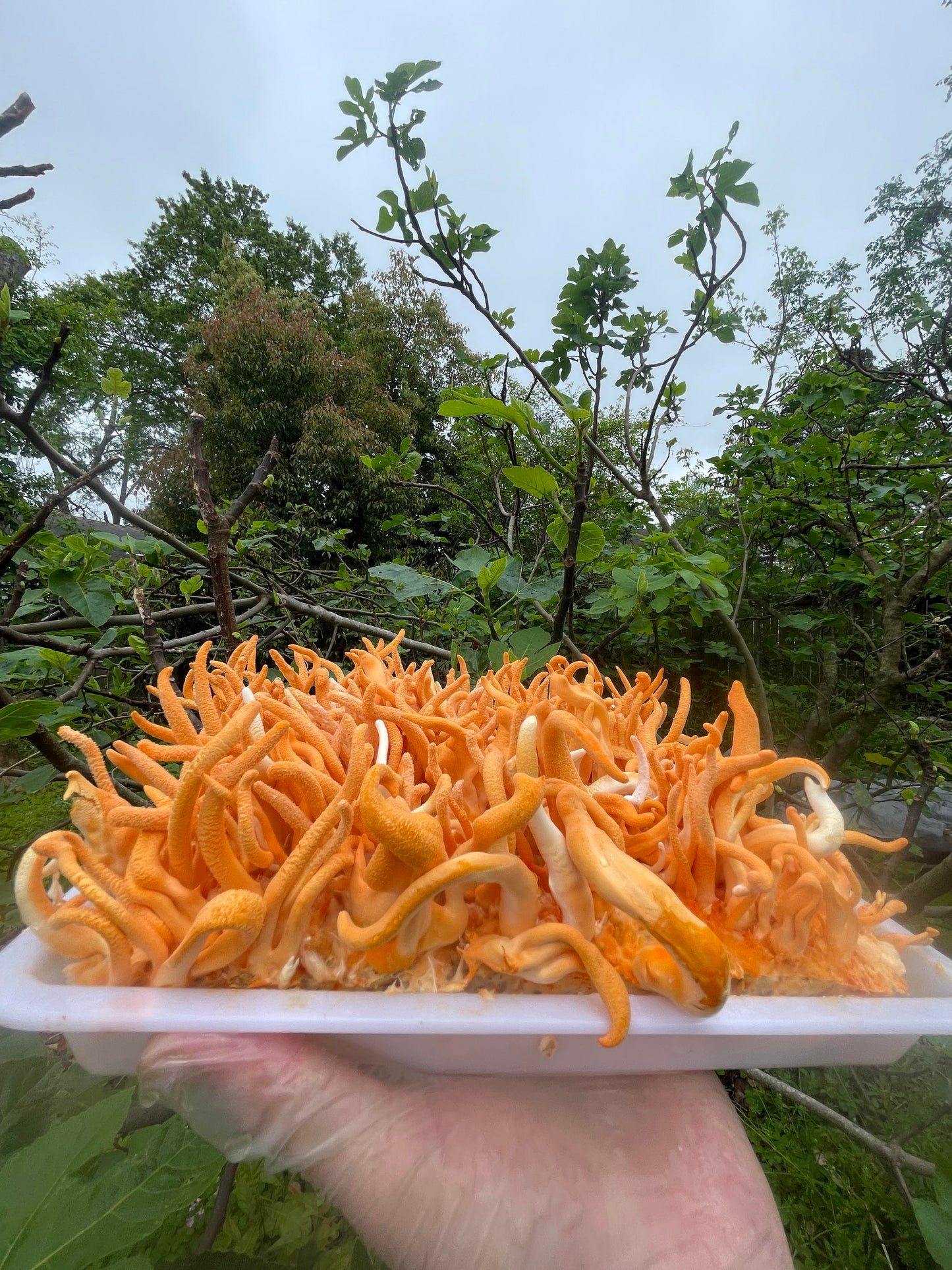 Wholesale Cordyceps Militaris (250g Pigmented)