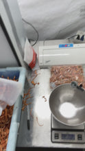 Load and play video in Gallery viewer, Cordyceps Militaris (Pigmented Wholesale)
